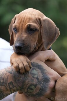 Rhodéský ridgeback s PP - nestandartni pes💙 - 4