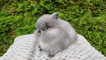Zakrslý králík, králíček -(TEDDY)-OLIVIE - 4