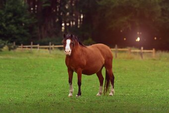 Welsh pony C - 4