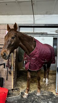 Stájová deka 100g Premier Equine Tuscan - 4