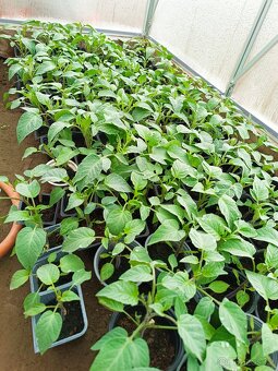 Rajčata a papriky - 4