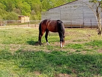 Welsh pony B - 4