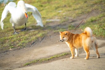 Shiba štěňata s PP ODBĚR IHNED - 4