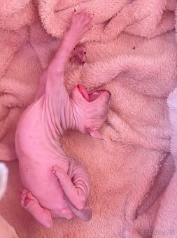 Koťátka Sphynx - 4