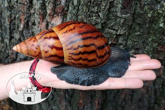 Africký šnek Achatina achatina achatina standard GiantSnails - 4