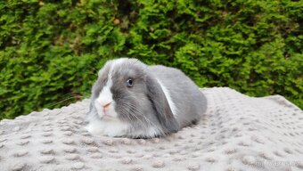 Zakrslý beránek, králíček, králík - HEIDY - 4
