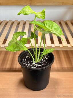 Syngonium Golden Allusion - 4