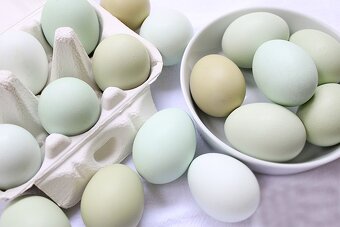 Slepice Nosnice Greenshell - snáší zdravá zelená vajíčka - 4