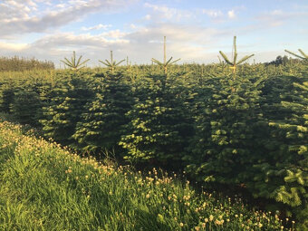 VÁNOČNÍ STROMKY - 4