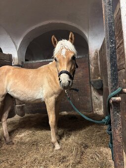 Prodám mladého haflinga s PP – hřebeček, 1,5 roku - 4