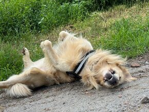 Fešák Alex hledá nevěstu - 4