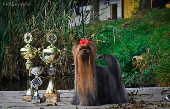 Jorkšírský teriér s PP FCI štěně fenka ihned k odběru - 4