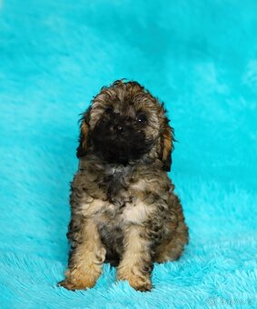 Pudl trpasličí - fenka - 4