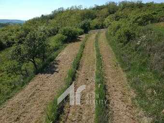 Křepice u Hustopečí – mladá vinice 2 199 m2 – vinice - 4