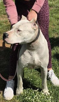 Argentínska doga s PP - 4