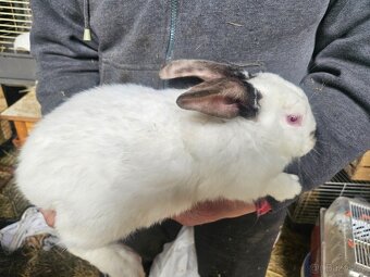 Králík - 4