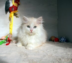 Sibiřská kočka - kocourek s PP - 4