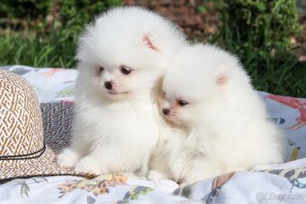 Pomeranian mini - 4