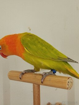 agapornis fischeri s /DNA/ Jižní čechy - 4