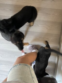Nabízíme štěňata- kříženci Husky a Německý ovčák - 4