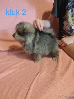 Štěňátka špic pomeranian - 4