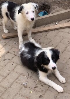 Border kolie - 4