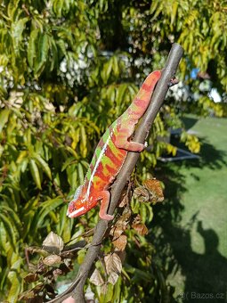 Chameleon pardálí - 4