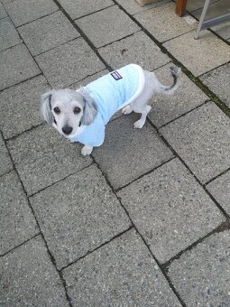 Havansky psík ke krytí - 4