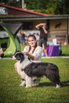 Border kolie s PP, krycí pes - 4