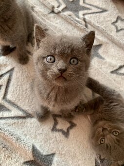 Britská koťátka - holčička - 4