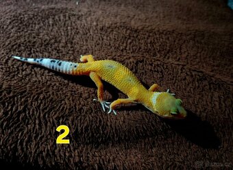 Gekončík noční - 4