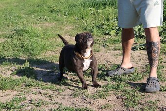 exotic bully micro fena - suka - 4