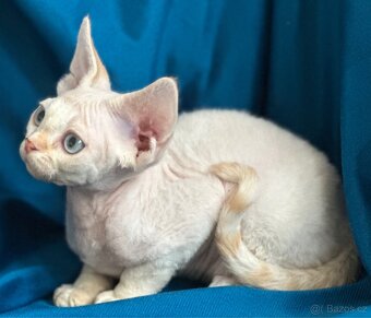 Devon rex - 4