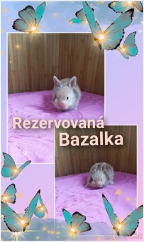 Zakrslí králíčci - 4