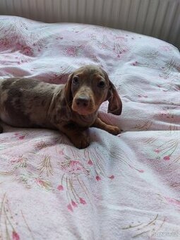 Jezevčík  hladkosrsty trpasličí bez pp - 4