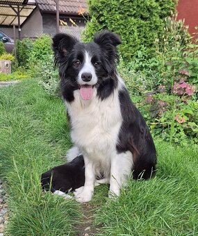 Border kolie - 4