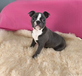 Bostonský teriér , Boston Terrier fenka s PP - 4