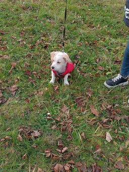 Jezevčík dlouhosrstý štěně - 4