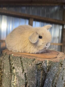 Minilop - zakrslý beránek - 4