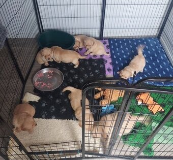 Zlatý retrívr štěňata bez PP - 4