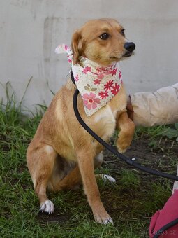 nežná Salwa hledá domov - 4