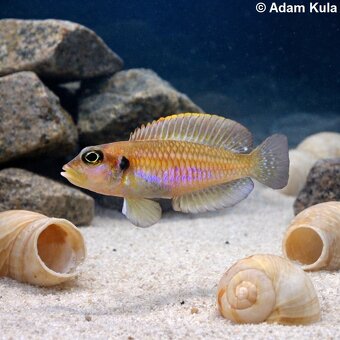 cichlidy Tanganika - 4