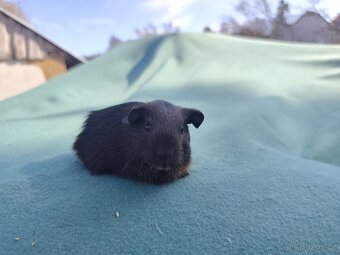 Morče s PP. Anglický crested, Hladké aguti - 4