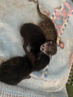 Májová koťátka🐈⬛🐈🐈⬛ - 4