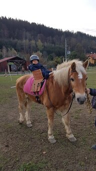 Částečný pronájem bezpečného dětského poníka - 4