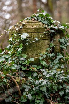 Hedera helix brectan zeleny i panosovany list - 4