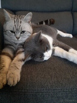 Britská koťata whiskas - 4