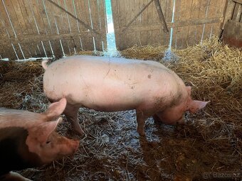 Prodám vykrmené prase z domácího chovu🐖 - 4