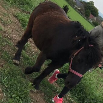 Shetland pony - 4