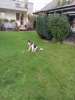 Prodám huskyho - 4